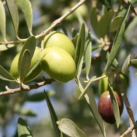 Masseria Degli Ulivi - Noto Hotel 4*