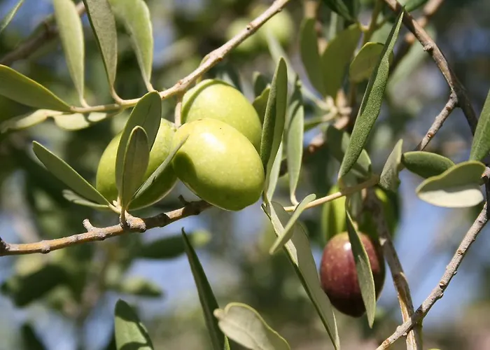 Masseria Degli Ulivi - Noto Hotel 4*